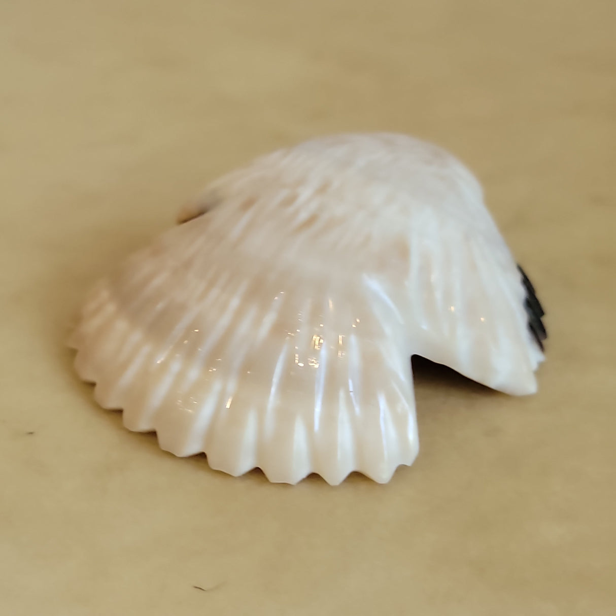 Shell Eagle Zuni Fetish