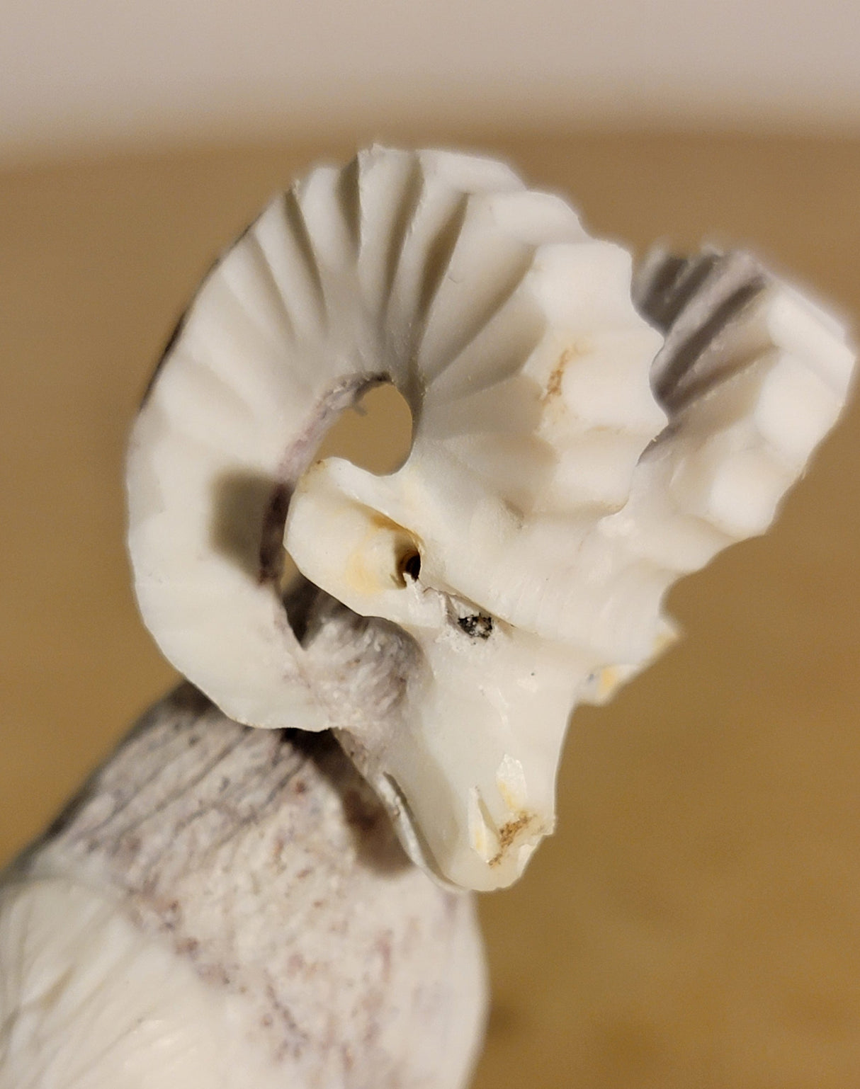 Antler Mountain Ram Zuni Fetish