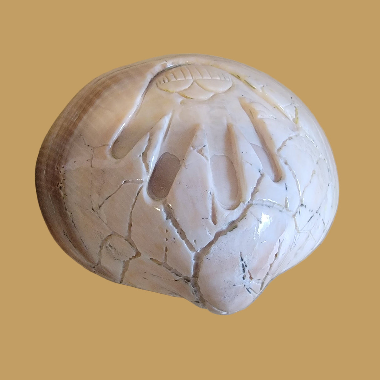 Fossilized Spiny Oyster Shell Hand w/Rainclouds