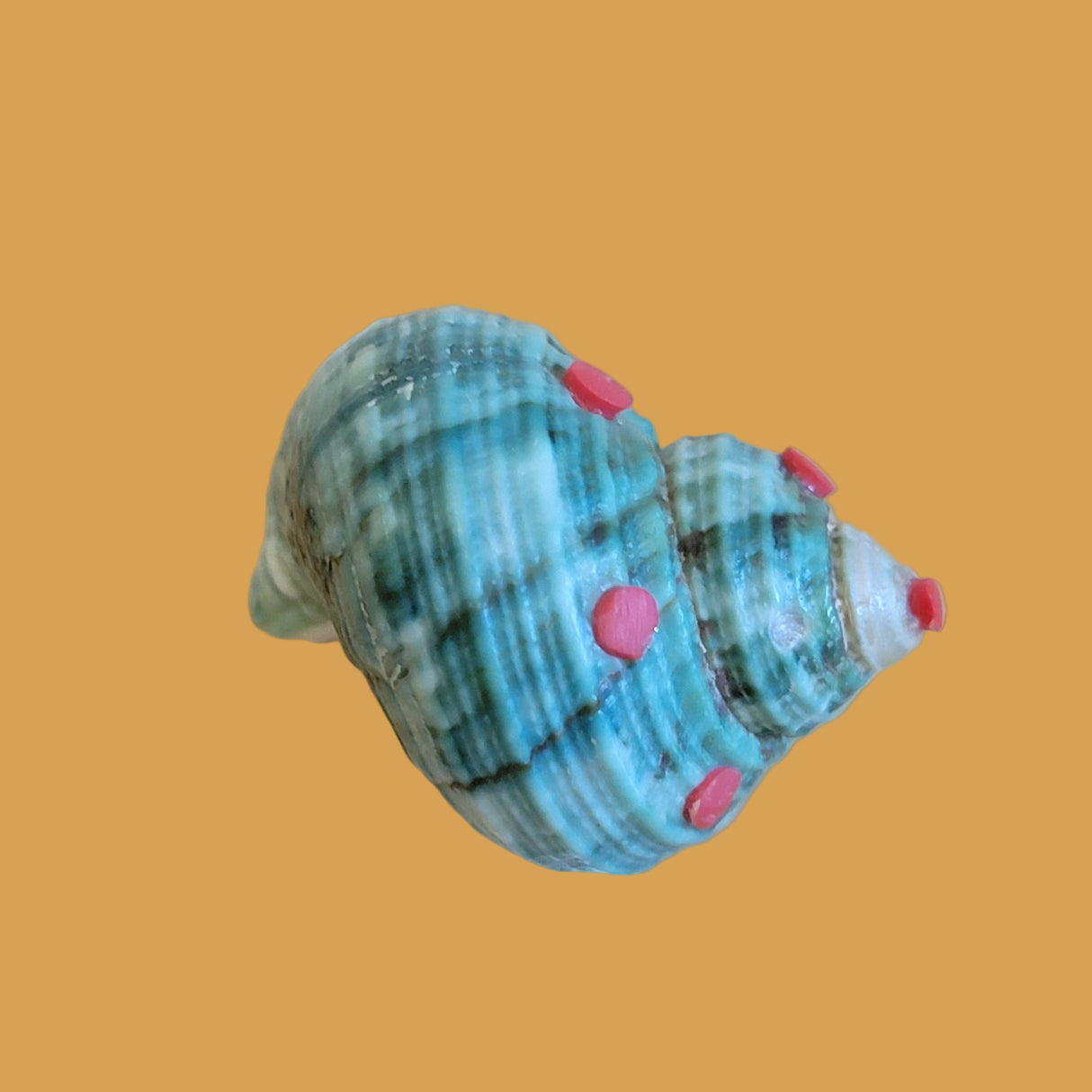 Snail Shell Fancy Snail Zuni Fetish