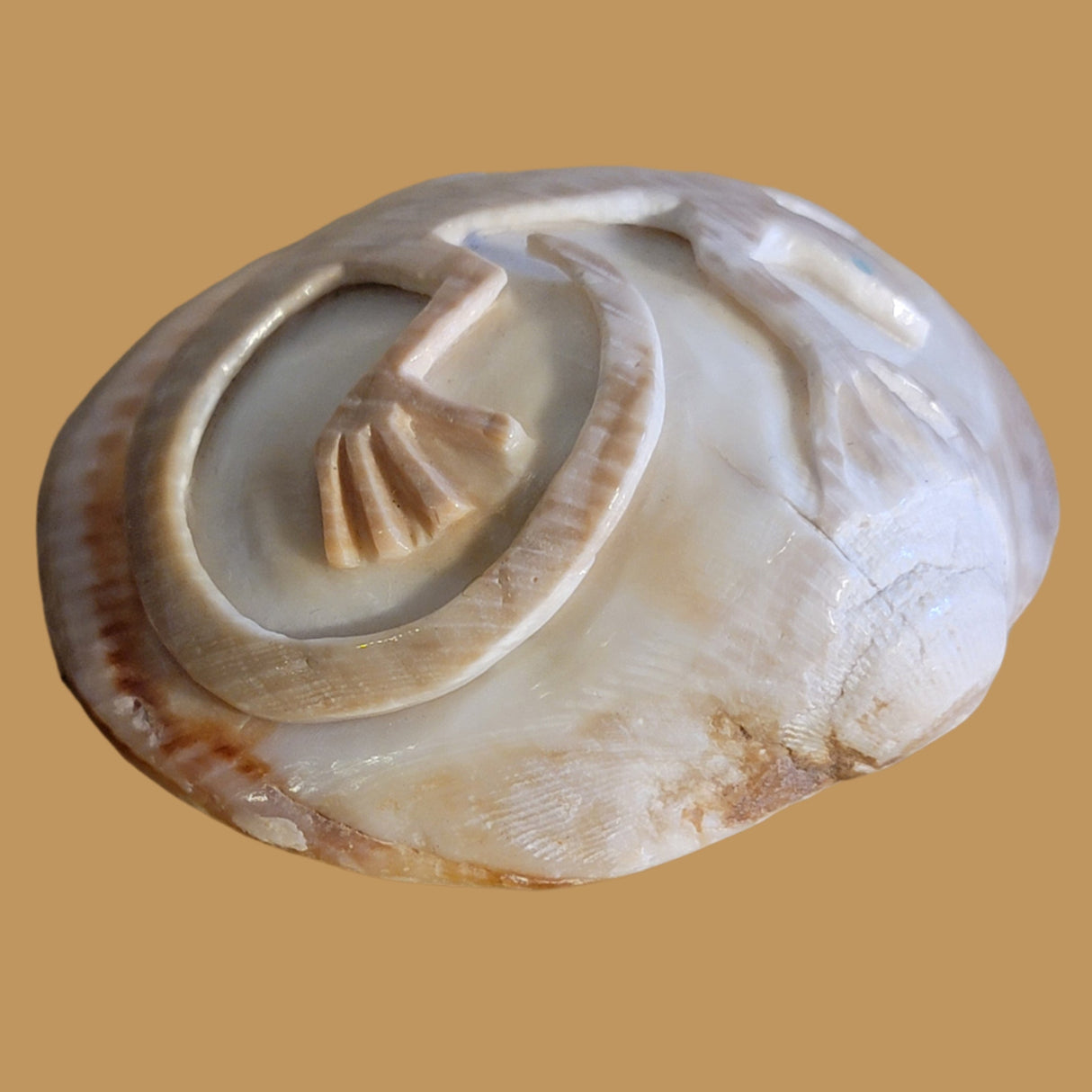 Petrified Spiny Oyster Shell Lizard Zuni Fetish