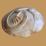 Petrified Spiny Oyster Shell Lizard Zuni Fetish