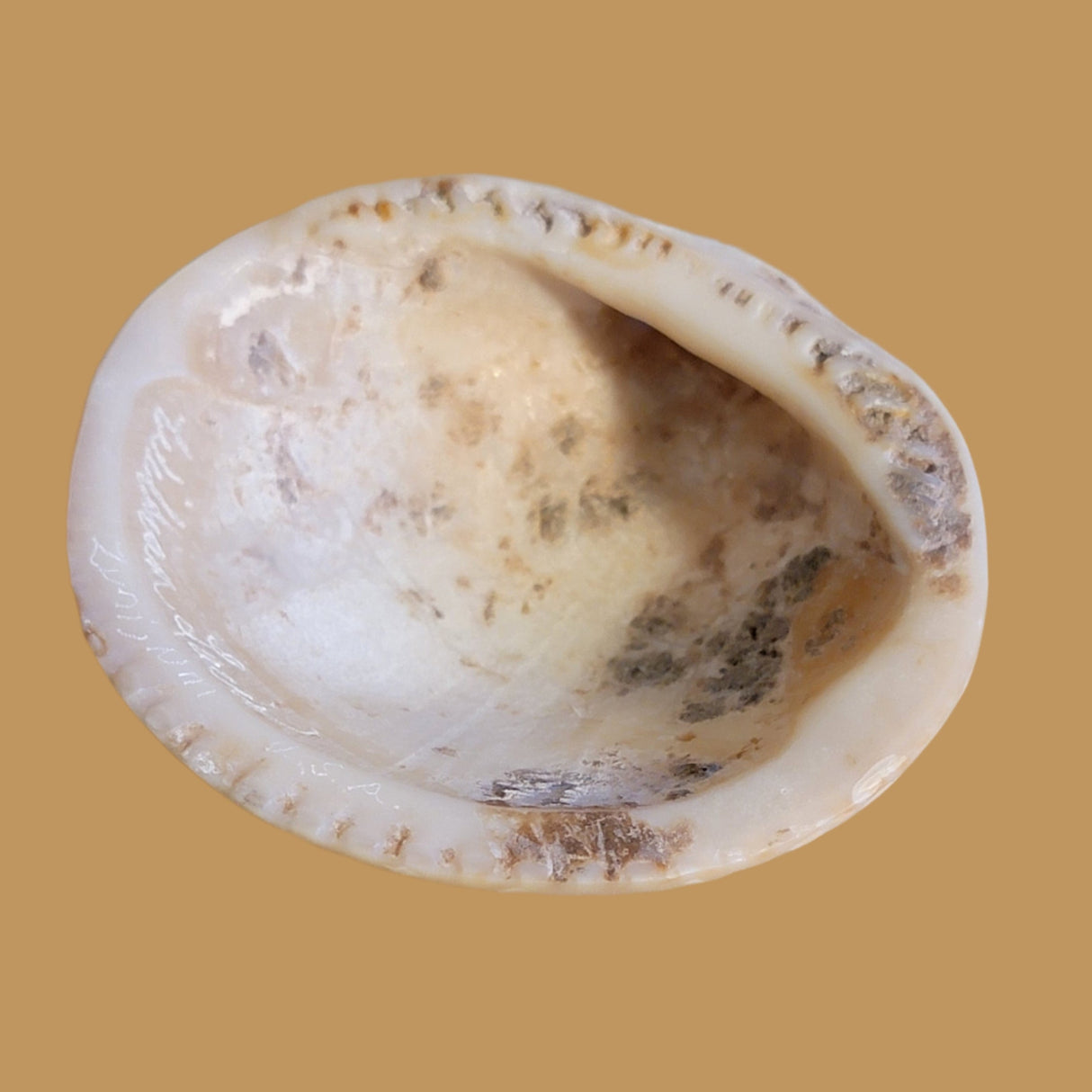 Petrified Spiny Oyster Shell Lizard Zuni Fetish