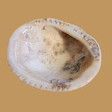 Petrified Spiny Oyster Shell Lizard Zuni Fetish