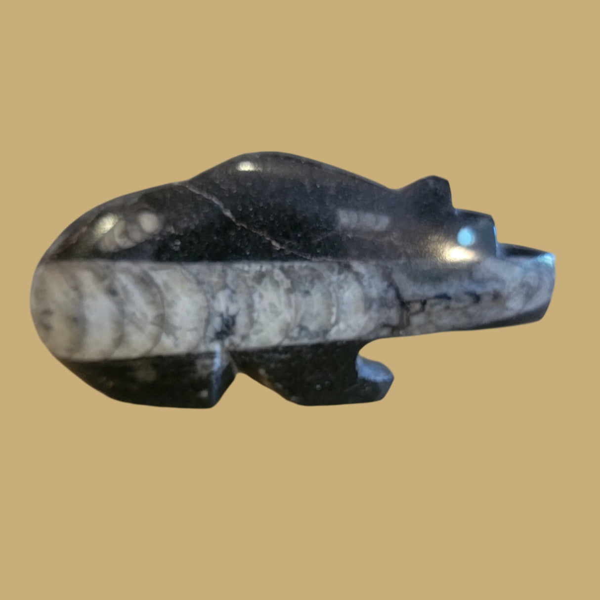 Ammonite Bear w/Double Heartline Zuni Fetish