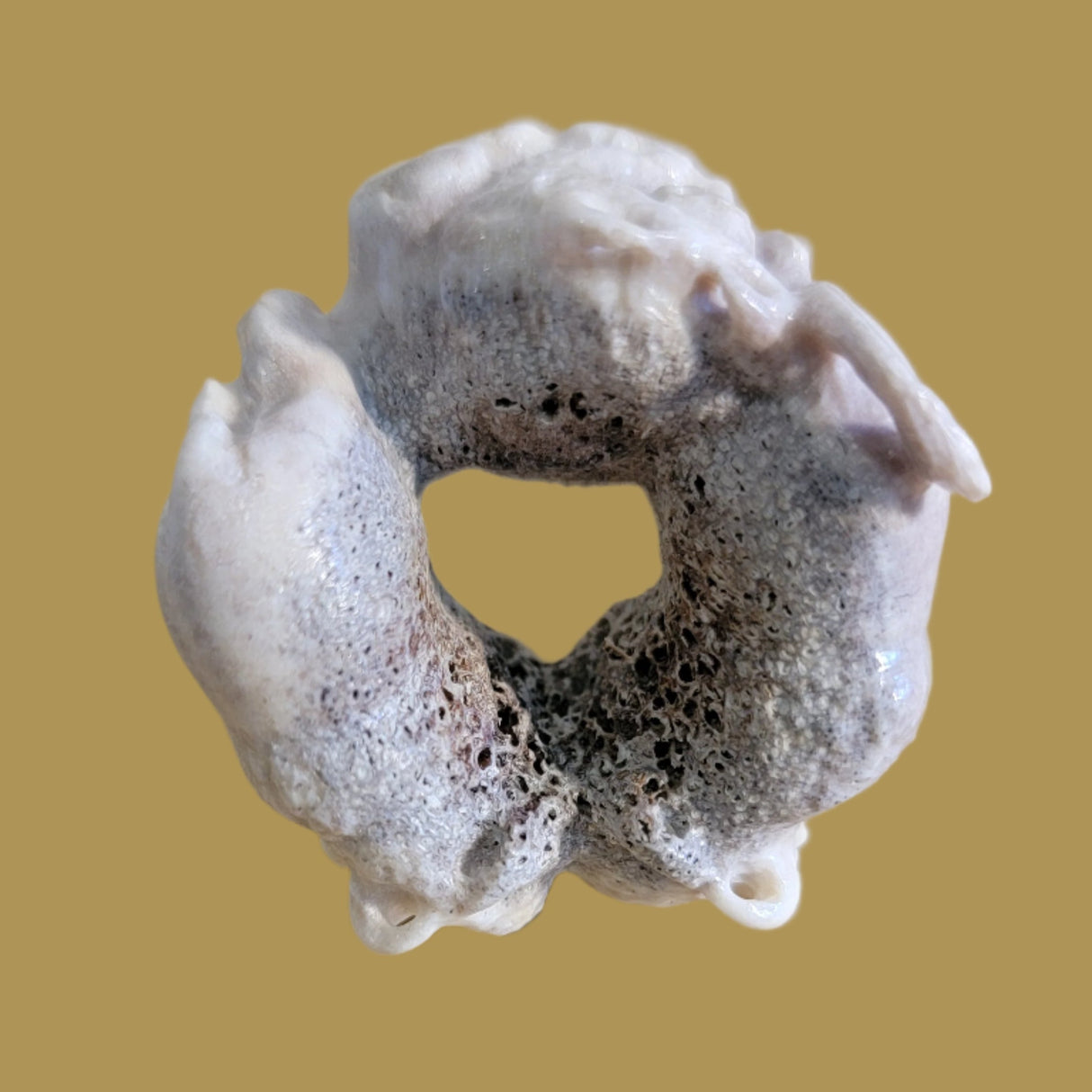 Triple Antler Bison/Buffalo Family Zuni Fetish