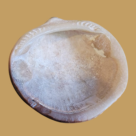 Fossilized Spiny Oyster Shell Hand w/Rainclouds