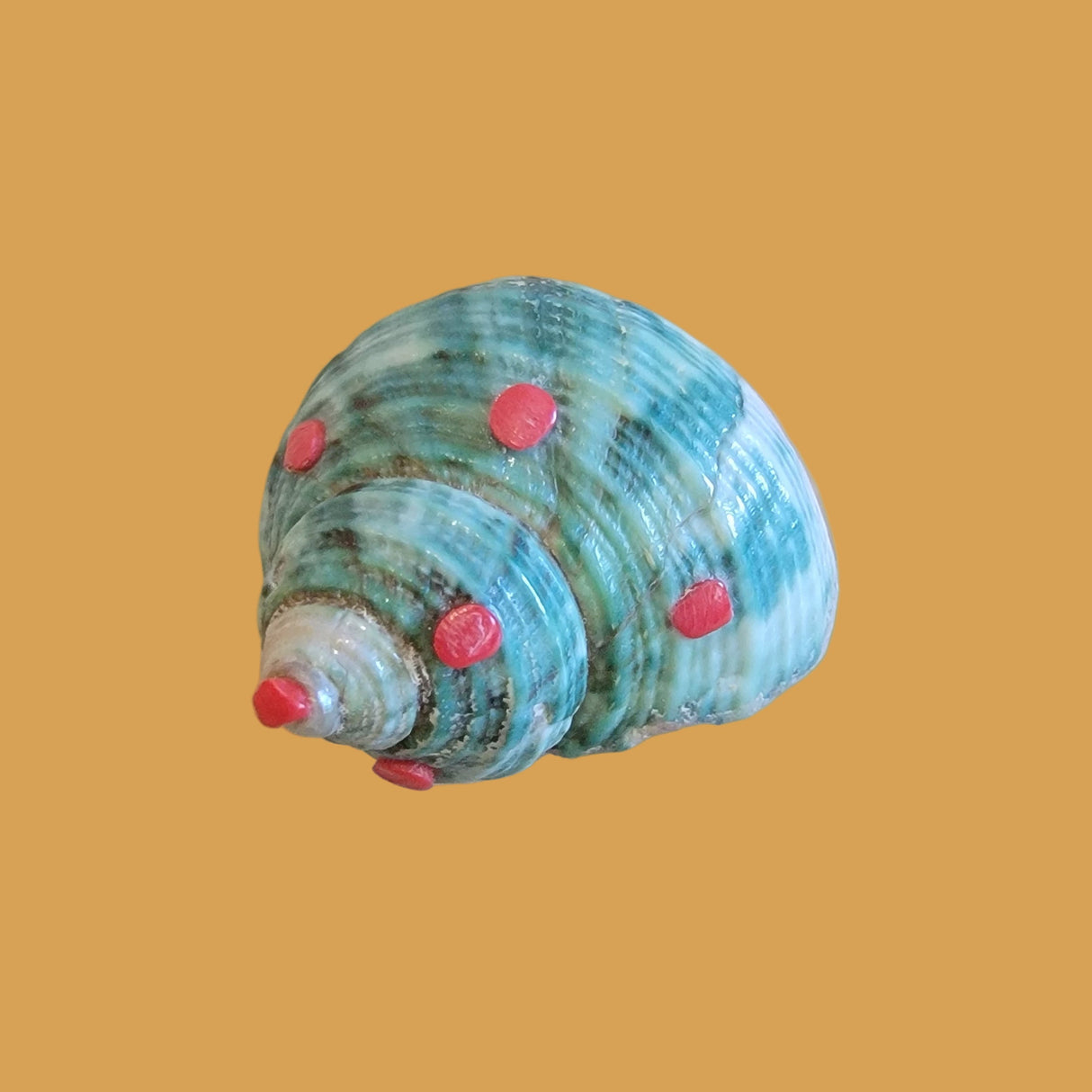 Snail Shell Fancy Snail Zuni Fetish